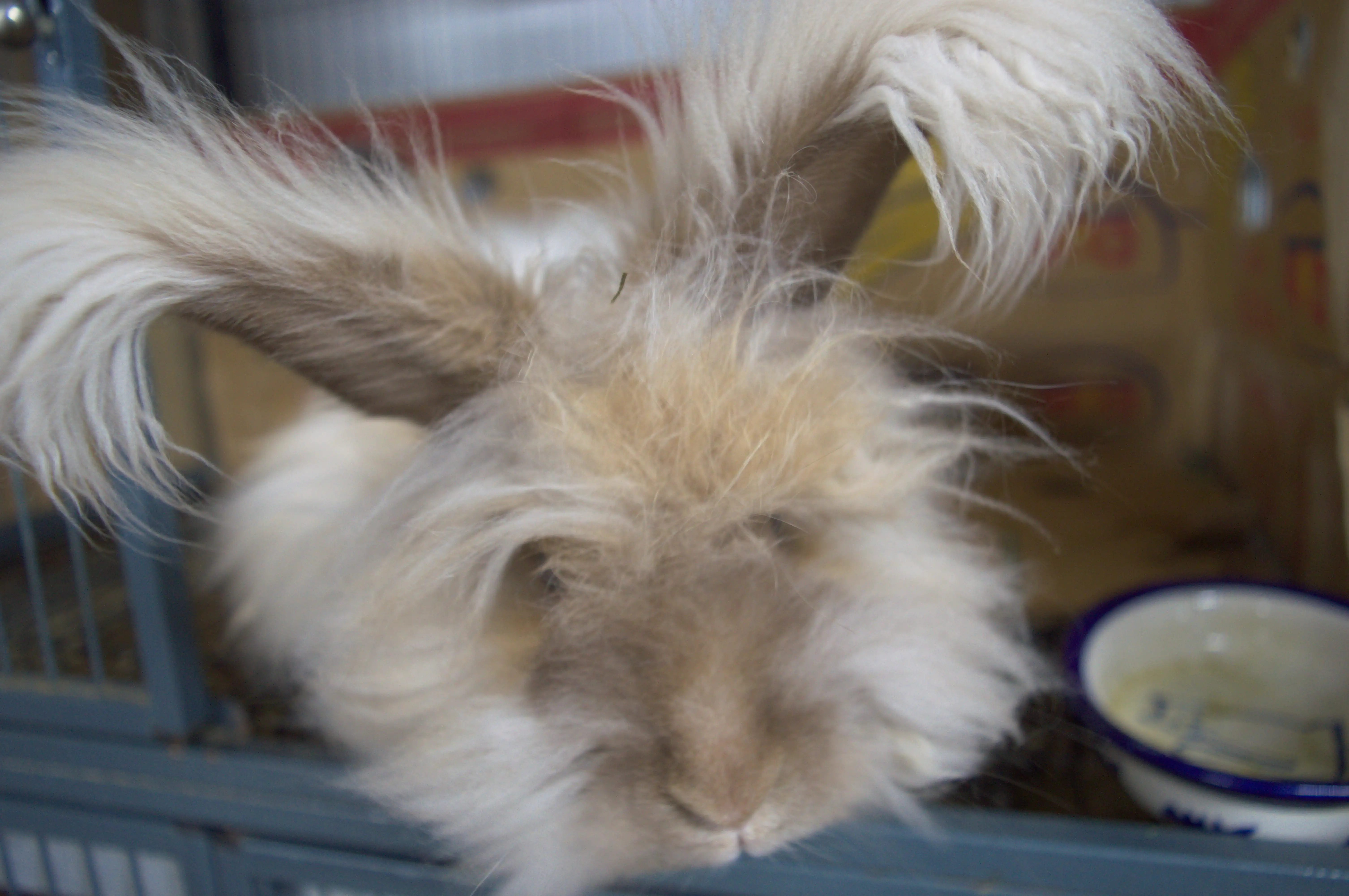 placeholder rabbit