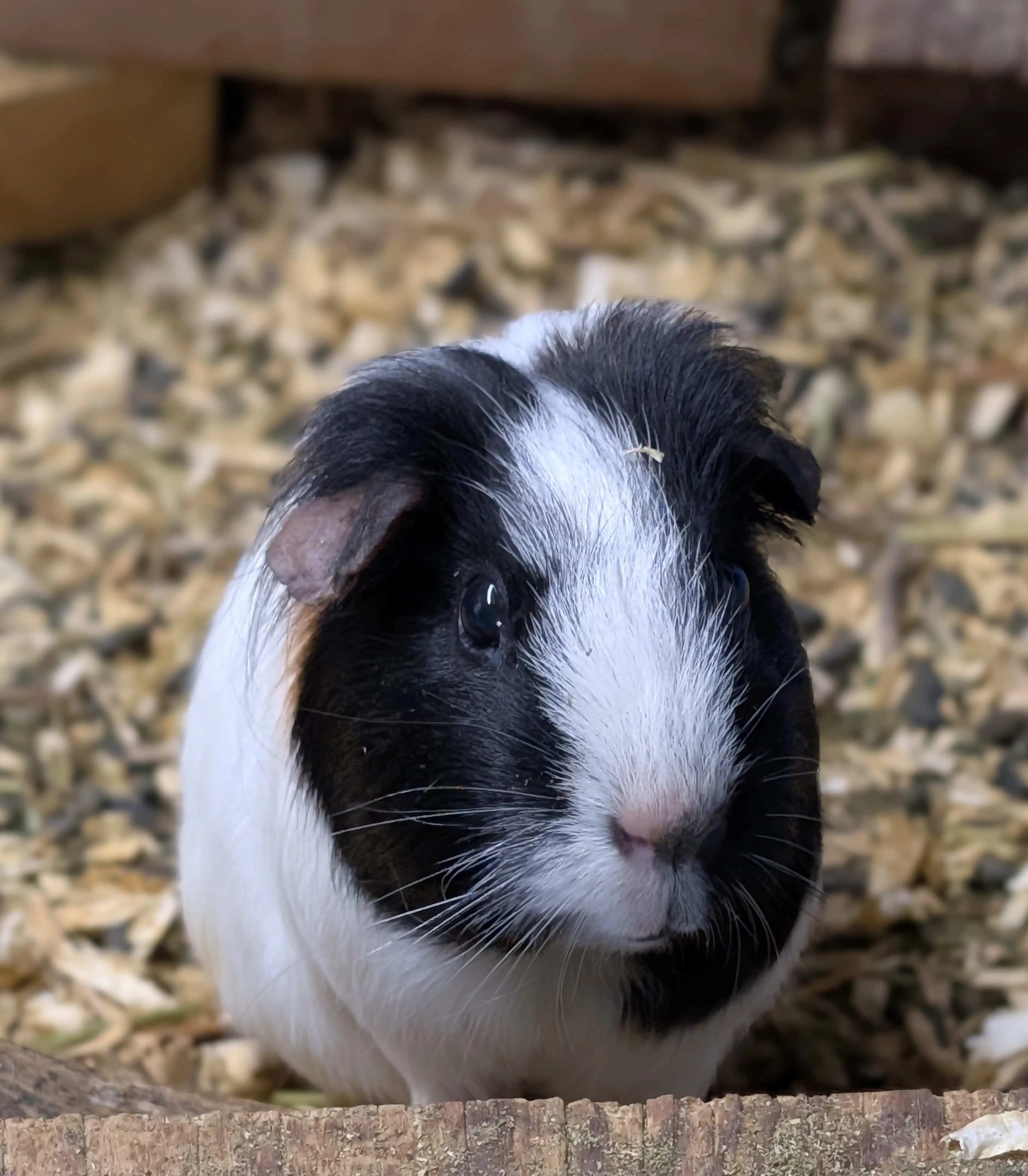 Guinea Pig